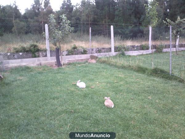 vendo conejos caseros muy economicos