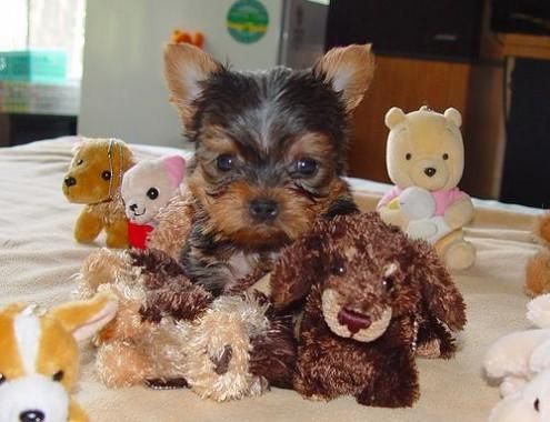 Yorkshire terrier, simpaticones y economicos 85