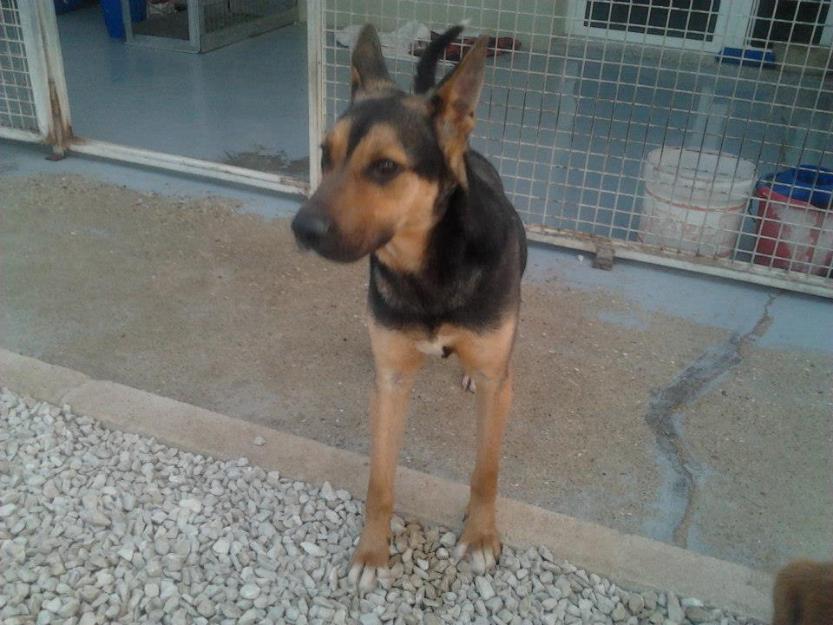 Adopta a Mist