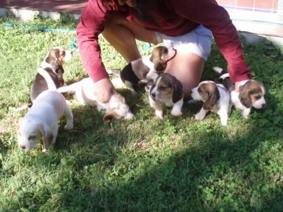 Beagle, excelente pedigrèe, 260