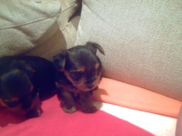 CACHORRITOS DE YORKSHIRE CON PEDIGREE