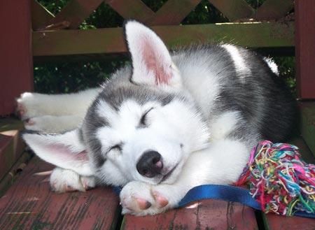 CACHORRITOS HUSKY