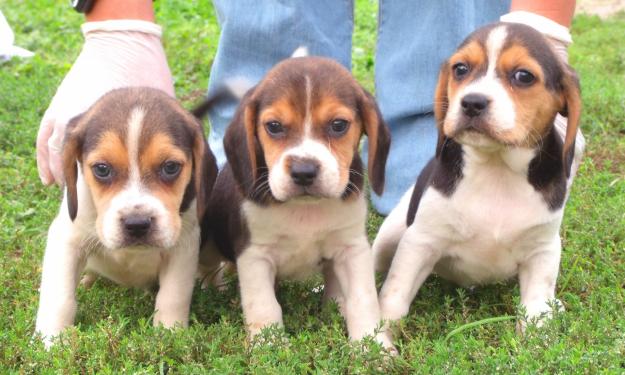Cachorros de beagle girona