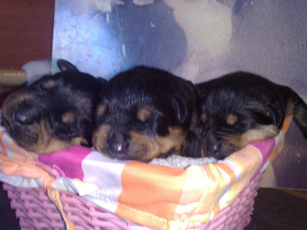 Cachorros  disponibles hijos del Campeon joven del Club rottweiler Pascha Vom  Rauberweg