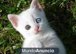 gatitos albinos blancos como la nieve todo un regalo 680 16 11 15