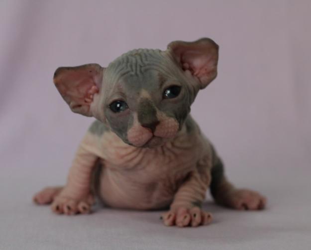 HEMBRA DE SPHYNX