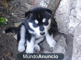 Husky siberiano cachorros para su