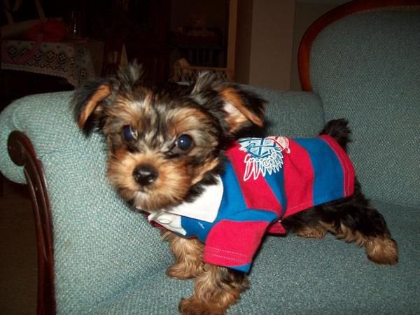 MACHOS YORKSHIRE TERRIER ENANO A 200 EUROS