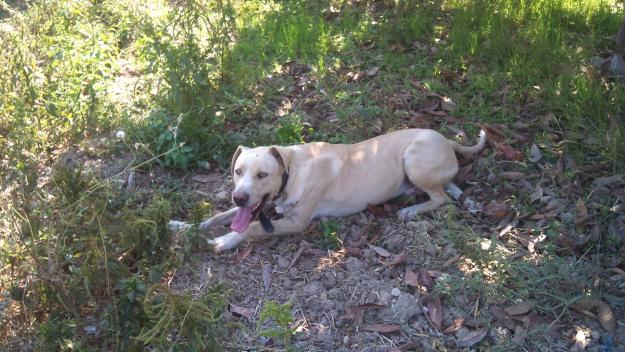 Me gustaria un cachorro hembra, mestizo de labrador, gratis.