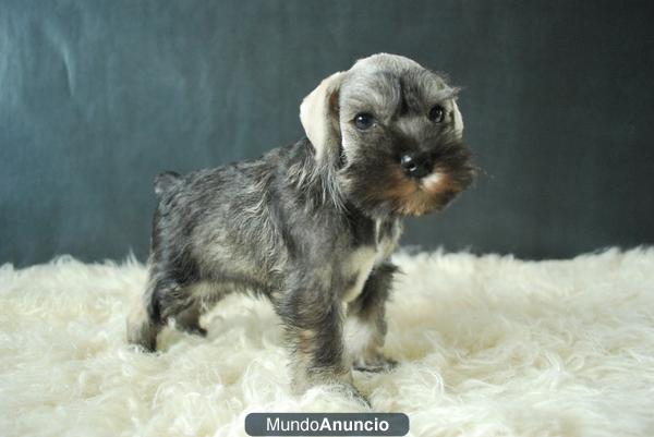 MINI SCHNAUZER CON PEDIGRE, CACHORRITOS DE DOS MESES