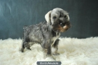 MINI SCHNAUZER CON PEDIGRE, CACHORRITOS DE DOS MESES - mejor precio | unprecio.es