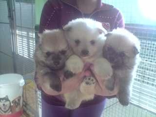 pequeños cachorros de POMERANIA CON PEDIGREE 450 EUROS