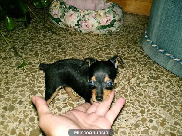 Pinscher mini hembra 350