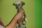 regalo perrita de crestado chino 686 17 43 41 - mejor precio | unprecio.es