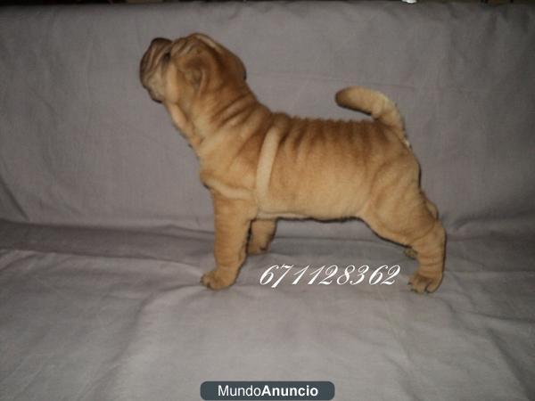 SHAR PEI...magnifico ejemplar