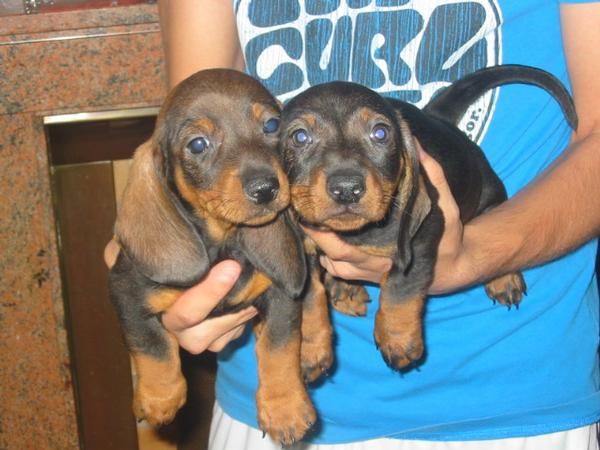 Teckel de pelo fino,cachorro,pedigree.