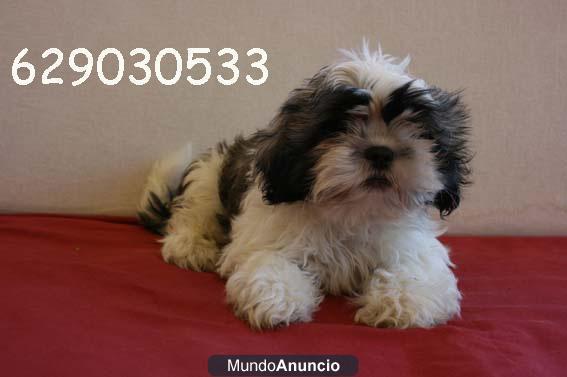 Excelente camada de Shih-tzu, garantía y  calidad  por 280€