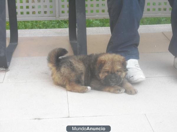 cachorra chow chow en venta