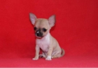 Cachorritos de chihuahua TOY - mejor precio | unprecio.es