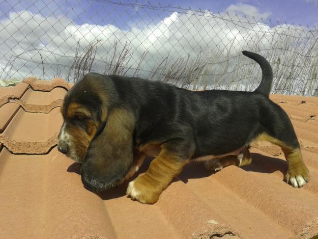 Espectacular camada de Basset Hound