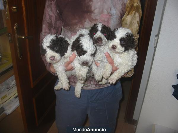 Perro de aguas,cachorros,pedigree y garantias.