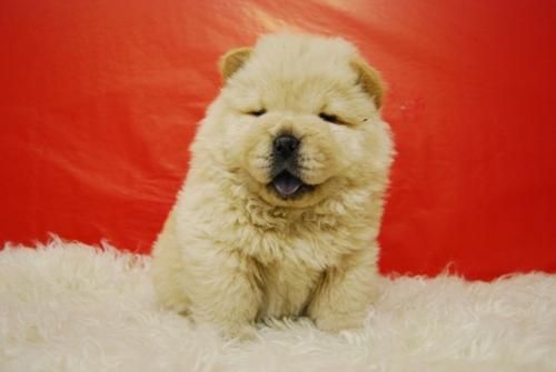 preciosos cachorrines de chow chow**te lo enviamos!