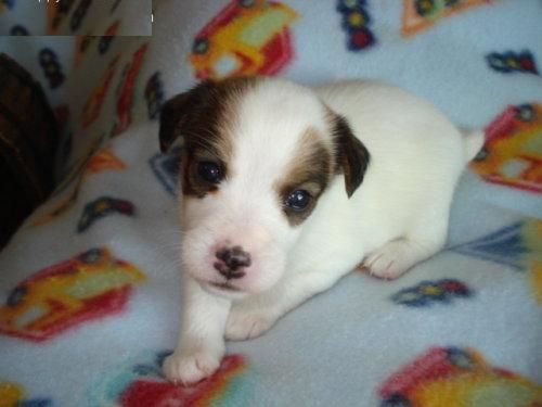 REGALO JACK RUSSELL TERRIER