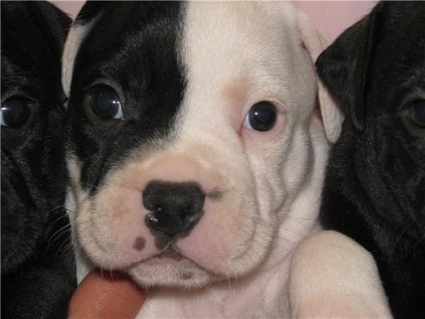 SE VENDEN STAFFORDSHIRE BULL TERRIER