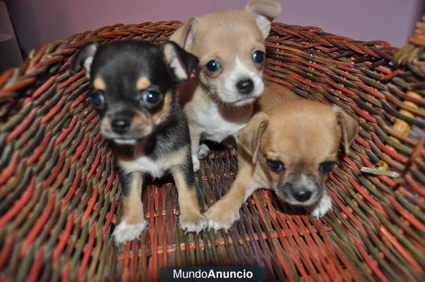 Vendo chiuahuas  minis precioso