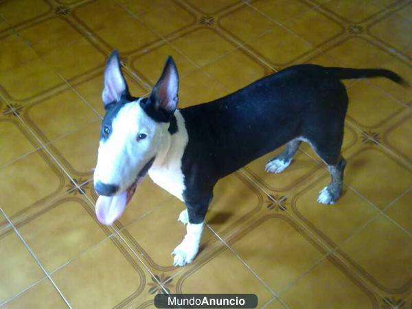 Vendo precioso Bullterrier