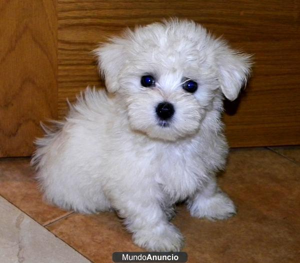 bichon maltes de raza pura vendo a 280 euros con un mes y medio