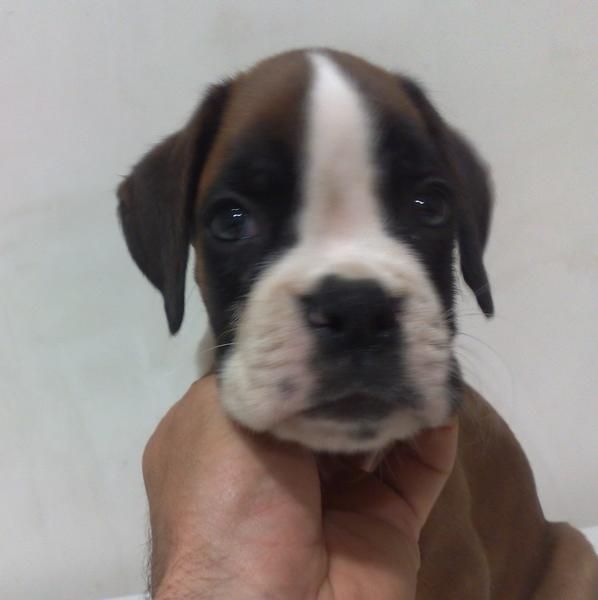 boxer cachorros dorados  atigrados y blancos