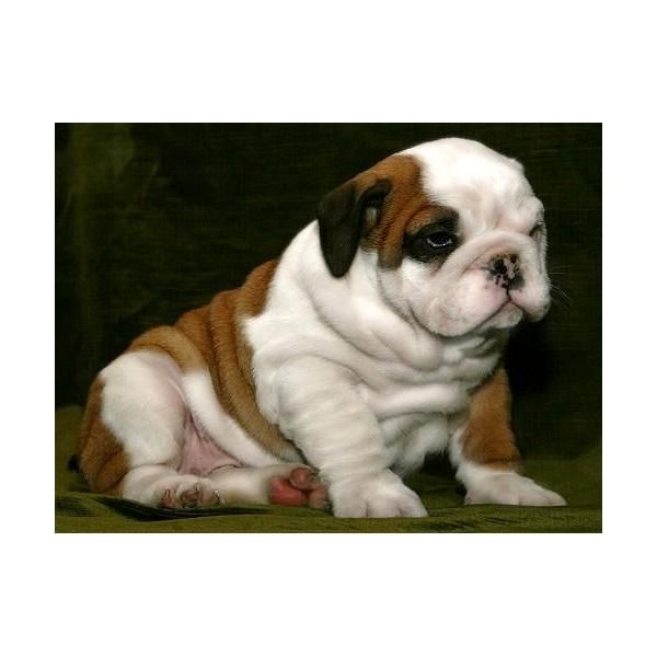 Bulldog ingles , machos & hembras , cachorros de excelente calidad