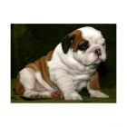 Bulldog ingles , machos & hembras , cachorros de excelente calidad - mejor precio | unprecio.es