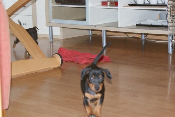 cachorro de mini pinscher