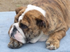 CACHORROS BULLDOG INGLES DE EXELENTE LINEA - mejor precio | unprecio.es