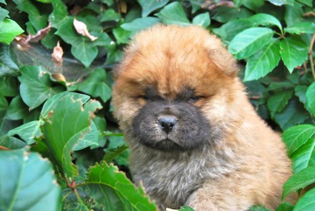 Chow Chow cachorros de dos meses, calidad