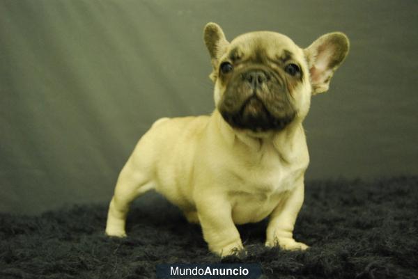 divertidos cachorros BULLDOG FRANCES, varios colores 450 euros