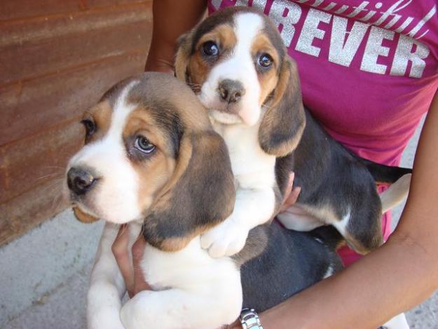 EL RINCON DEL CACHORRO BEAGLE DISPONIBLES