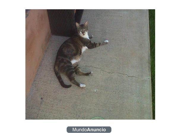 Gato perdido en Garrapinillos