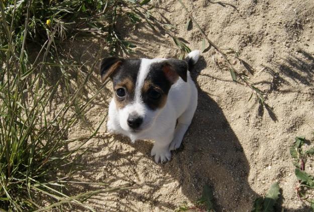 Jack Russell pata corta cachorros con pedigree