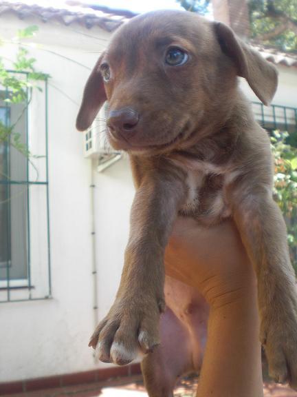 KINDER, cachorro de 2 meses busca hogar