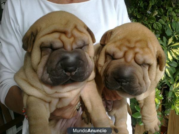 preciosa camada de shar pei