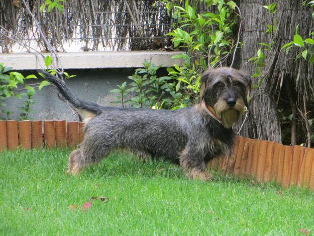 teckel mde pelo duro, cachorros