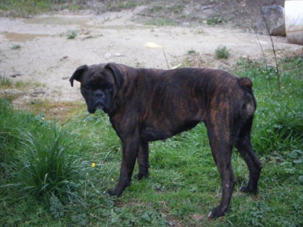 vendo muy económicos cachorros cruce de Boxer y  Pastor Alemán.