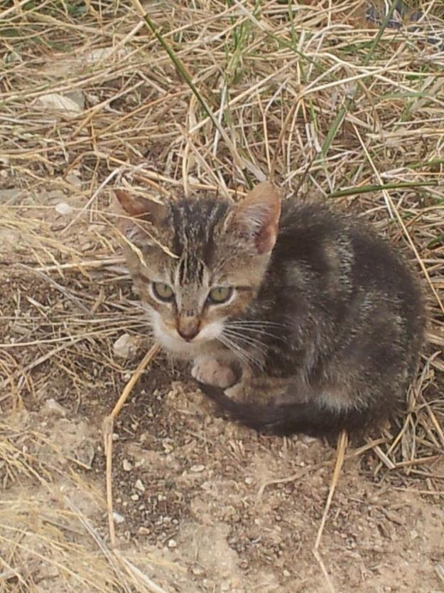 Gatitos en adopción urgente