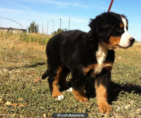 Boyeros de Berna Preciosa Camada Excelentes Cachorros Disponibles