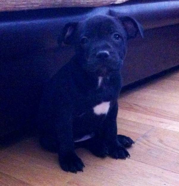 camada staffordshire bull terrier