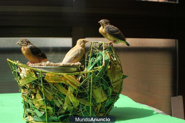 CARDUELIS CUCULLATA 2012