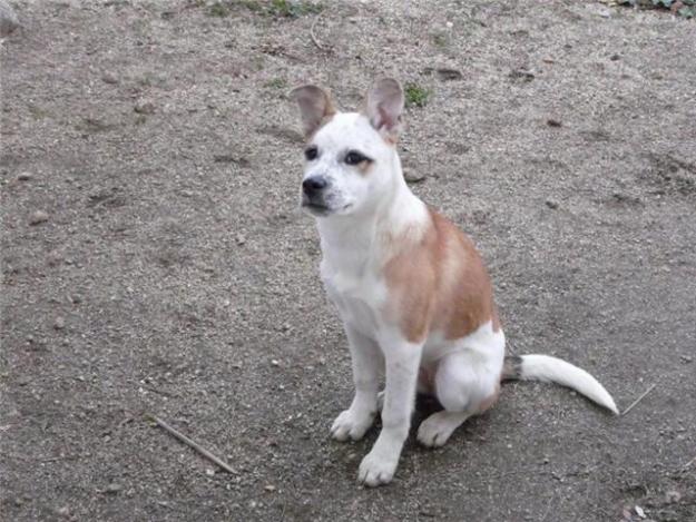 Iris cachorrita en adopción